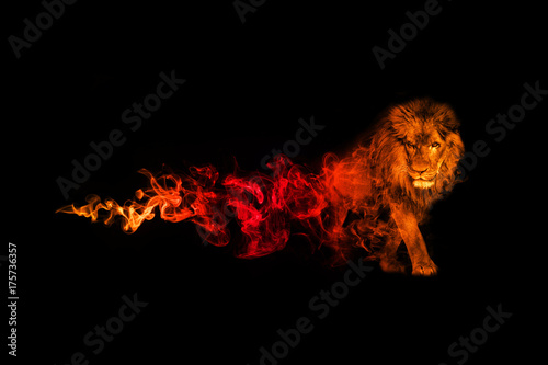 Fototapeta  Lion animal kingdom collection with amazing effect