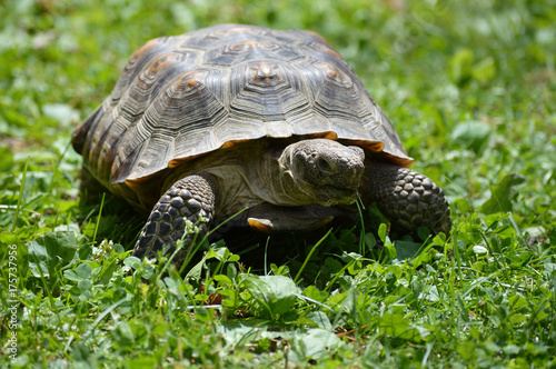Plakat Pustynny tortoise w trawie