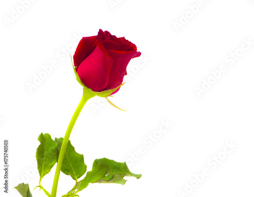 Single Beautiful Red Rose On White Background Love Concept Buy