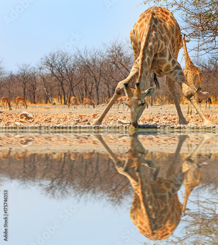 Plakat Afrykańska żyrafa schyla się do napoju. Zrobione od dołu w obozowej kryjówce