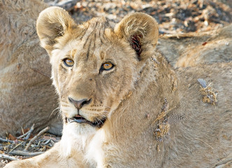 Wall Mural - Full Frame of an adolescent lion looking straight into camera