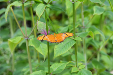 Butterfly in the garden