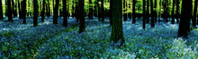 Woodland With Carpet Of Bluebells (Hyacinthoides Non-scripta) In Hertfordshire England UK