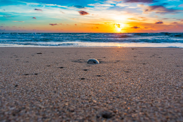 close up of a wet seashell on the sandy shore of a tropical beach just after sunrise