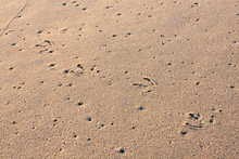 Seagull Tracks In Wet Sand