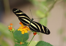 Zebra Longwing Butterfly (Heliconius Charithonia)