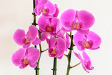 Fototapeta Storczyk - Orchidee in pink isoliert auf weiss