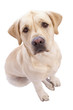 © TSB - Sad Dog Labrador