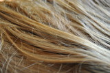Fototapeta  - Długie włosy blond