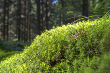 Wall Mural - sunny forest scenery