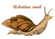 Vector drawing of Achatina snail or African giant land snail in the conical shell isolated on white background. Hermaphrodite gastropod mollusk in contour style for fauna illustration.