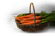 Bunch of organic carrots with green leaves in a basket on white painted wood, freshly harvested for the market, background with copy space fades to white