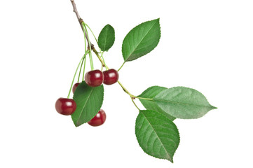 Wall Mural - branch with berries cherry isolated