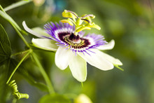Passion Flower (Passiflora Incarnata) With Details
