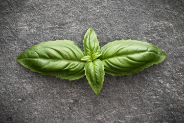 Sweet basil leaves over grey stone background. Top view.