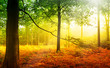 verwunschener Herbstwald im Morgennebel, Lichtung mit Buchen im Herbst