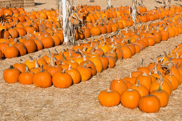 rows of pumpkins at a pumpkin patch ready for sale.