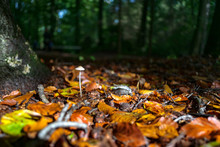Autumn Leaves Fall On Forest Fungi In Beautiful Sunlight