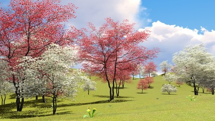 Wall Mural - Flowering dogwood trees in orchard in spring time 3d rendering