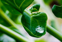 Big Water Drop On Green Leaf