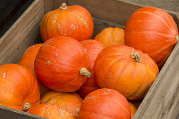 Pile of orange pumpkins