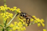 Macro photo of a wasp