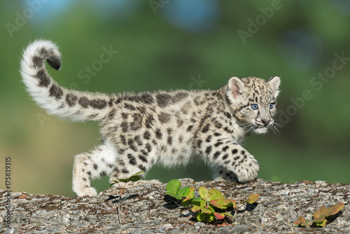 Single snow leopard cub prowling on rocky surface Fototapeta