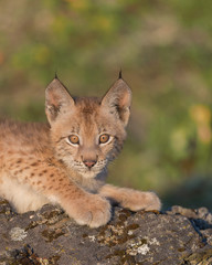 Sticker - Siberian lynx Single Siberian lynx kitten (Lynx lynx wrangeli)