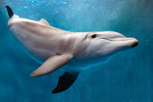Dolphin Underwater On Blue Ocean Close Up Look