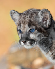 Wall Mural - Cute mountain lion cub with blue eyes against golden light background