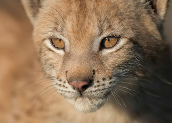 Sticker - Siberian lynx kitten closeup portrait