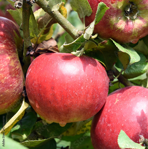 Zdjęcie XXL Kardynał Bea, jabłko, Malus, domestica, Stara odmiana jabłka