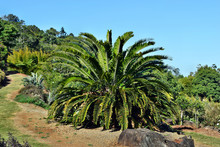 Encephalartos Plant Palm Evergreen