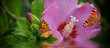 Banner mit Blüte und Schmetterlinge