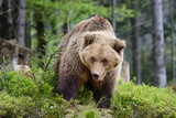 Fototapeta Zwierzęta - Big brown bear in the forest