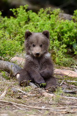 Wall Mural - Brown bear cub