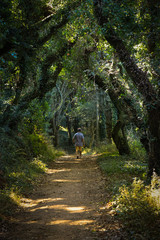 Path in a green forest in a natural park