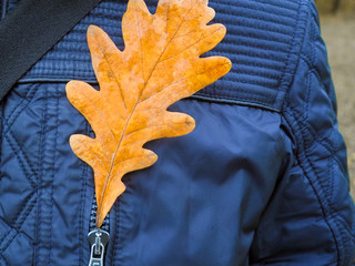 Autumn oak leaf in pocket. Autumn concept.
