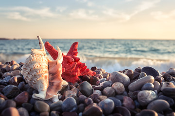 Wall Mural - starfish and seashell on pebbles of the sea shore