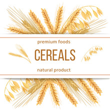 Wheat, Barley, Oat And Rye. 3d Icon Vector Set. Four Cereals Grains And Ears With Text Premium Foods, Natural Product
