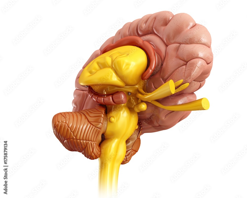 Human brain anatomy, illustration Stock Photo | Adobe Stock