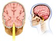 © Science RF - Illustration of human brain anatomy on white background