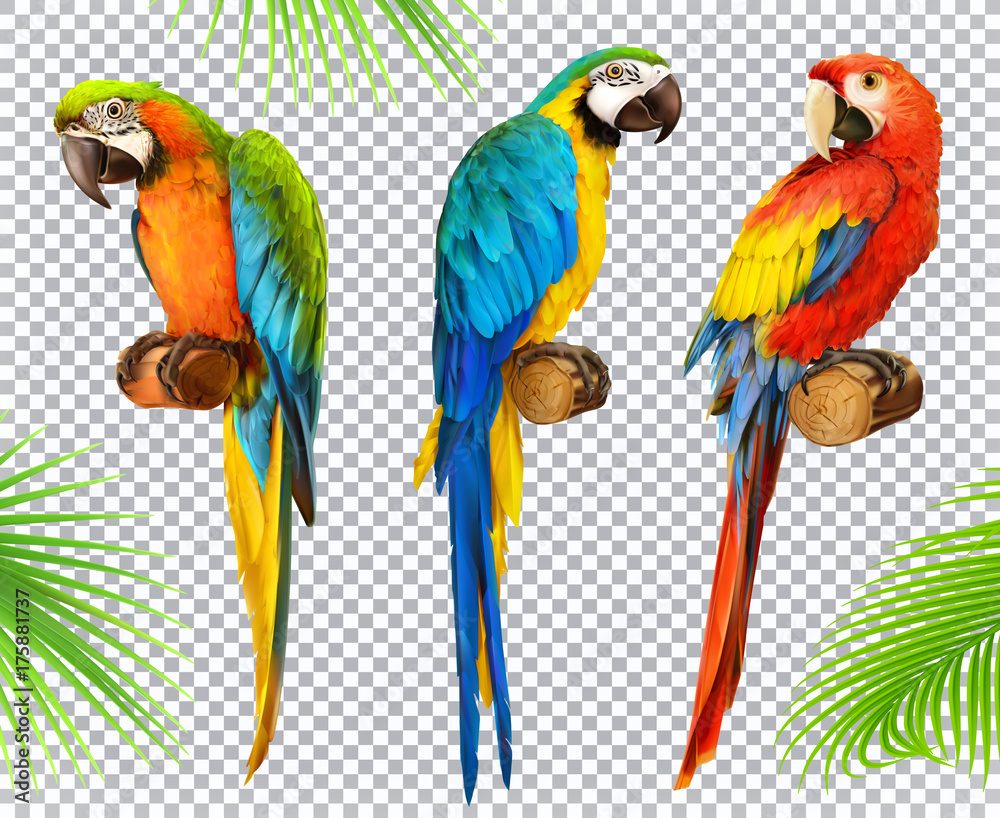 Ara parrot. Macaw. Photo realistic 3d vector icon set - obrazy, fototapety, plakaty 