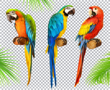 Ara Parrot. Macaw. Photo Realistic 3d Vector Icon Set