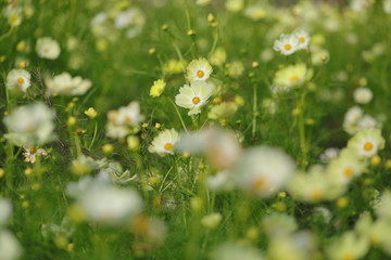 Wall Mural - Cosmos field