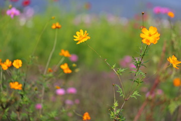 Wall Mural - Cosmos field