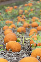pumpkins ripe and orange on hill in pumpkin patch field