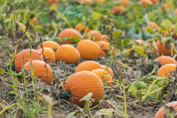 closeup of many orange pumpkins ready for harvest in pumpkin patch field