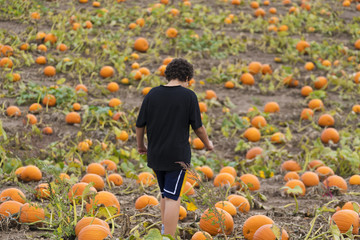 boy walking through pumpkin patch field looking for halloween pumpkin