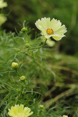 Wall Mural - Cosmos